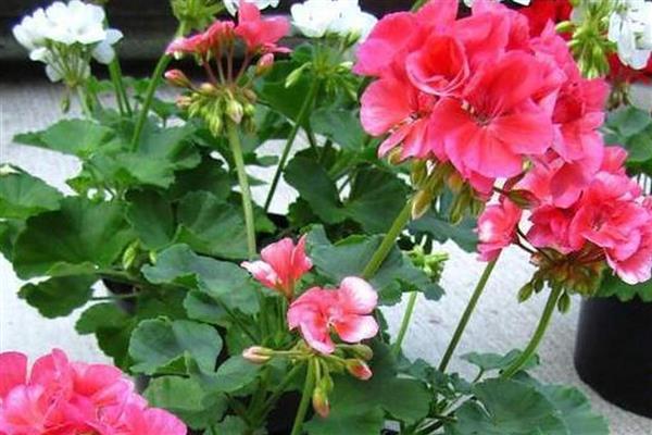 洋绣球花可以在室内养吗，可以养在室内，但是需避免小孩触碰