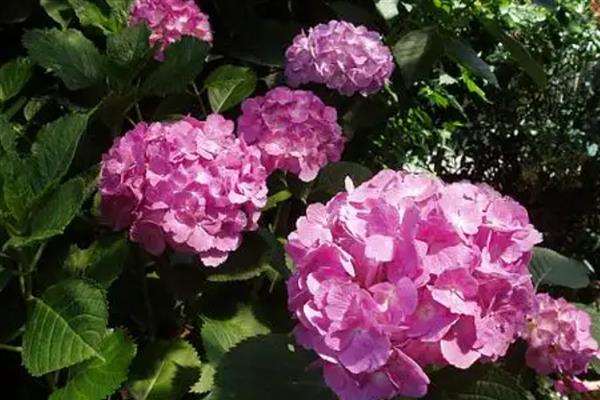 洋绣球花可以在室内养吗，可以养在室内，但是需避免小孩触碰