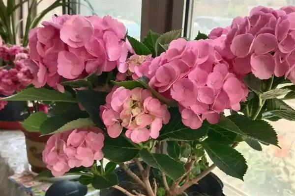 洋绣球花可以在室内养吗，可以养在室内，但是需避免小孩触碰