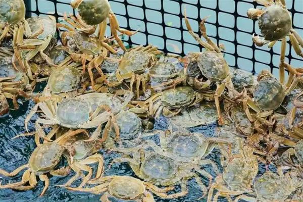 怎么提高螃蟹的产量,投喂动物类蛋白质饵料可为它们补充营养