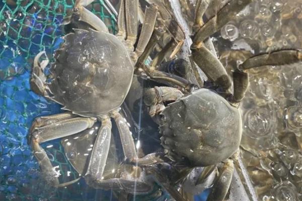 怎么提高螃蟹的产量,投喂动物类蛋白质饵料可为它们补充营养