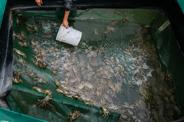 怎么提高螃蟹的产量,投喂动物类蛋白质饵料可为它们补充营养