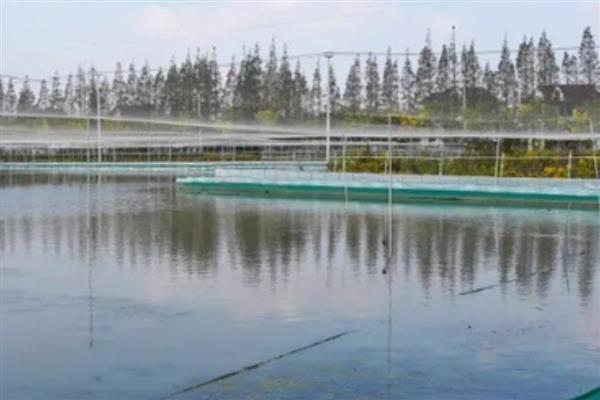 怎么提高螃蟹的产量,投喂动物类蛋白质饵料可为它们补充营养