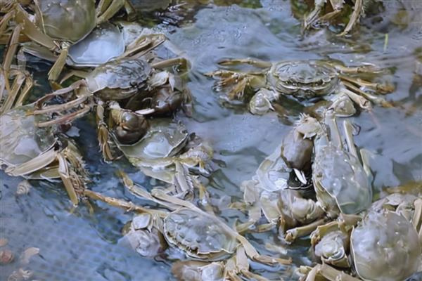 怎么提高螃蟹的产量,投喂动物类蛋白质饵料可为它们补充营养