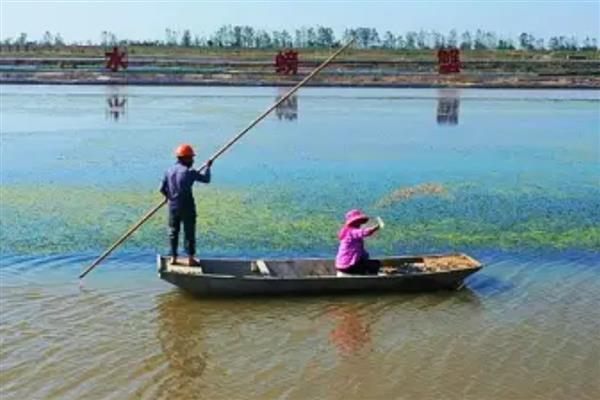 怎么提高螃蟹的产量,投喂动物类蛋白质饵料可为它们补充营养