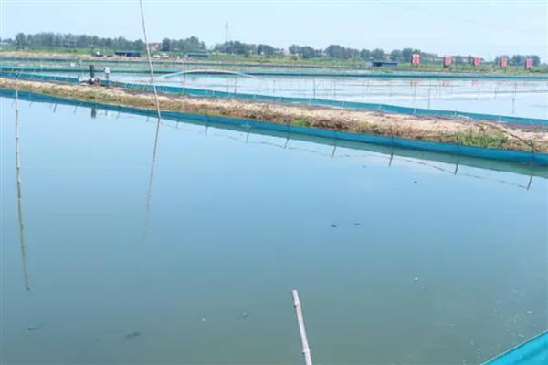 怎么提高螃蟹的产量,投喂动物类蛋白质饵料可为它们补充营养