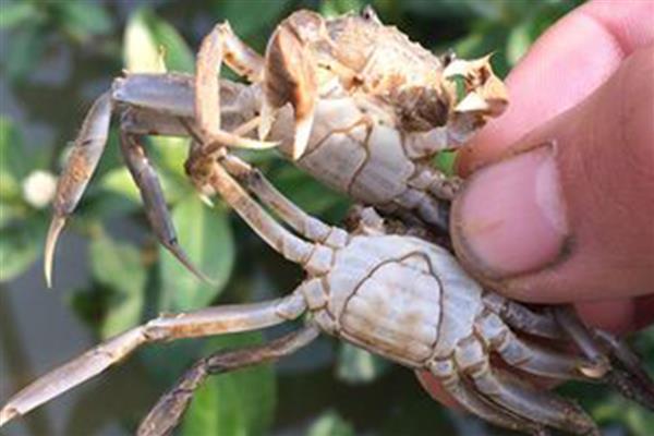 怎么提高螃蟹的产量,投喂动物类蛋白质饵料可为它们补充营养