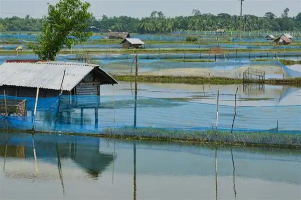 怎么提高螃蟹的产量,投喂动物类蛋白质饵料可为它们补充营养