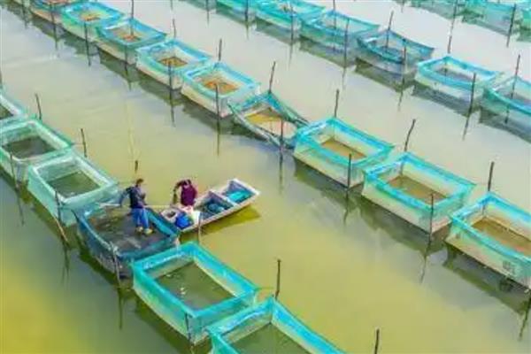 怎么提高螃蟹的产量,投喂动物类蛋白质饵料可为它们补充营养