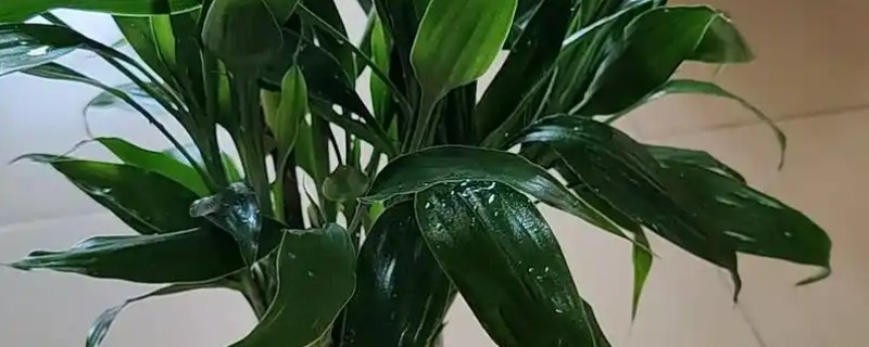 开运竹叶子发黄如何处理，受到暴晒时需剪除黄叶并转移到有散射光的地方