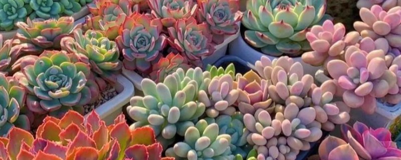 多肉植物的切割分盆方法,剪取肥厚的叶片插入土壤中