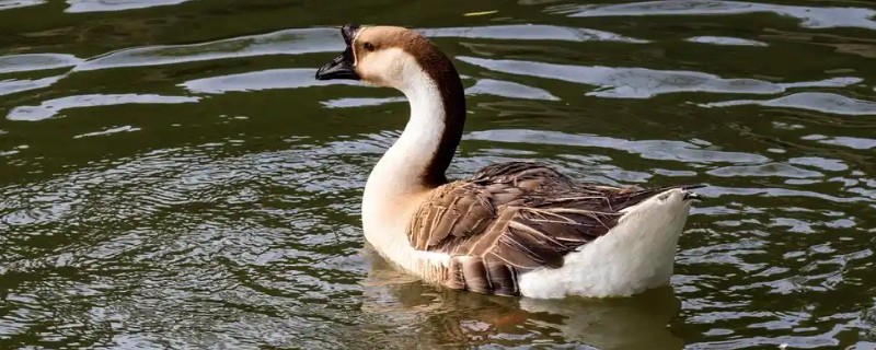 鹅几个月会长成年鹅，约2-3个月左右