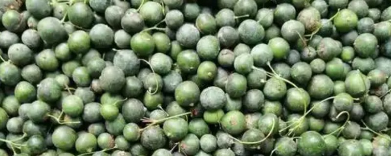 种子成熟的特点，分为生理成熟和形态成熟