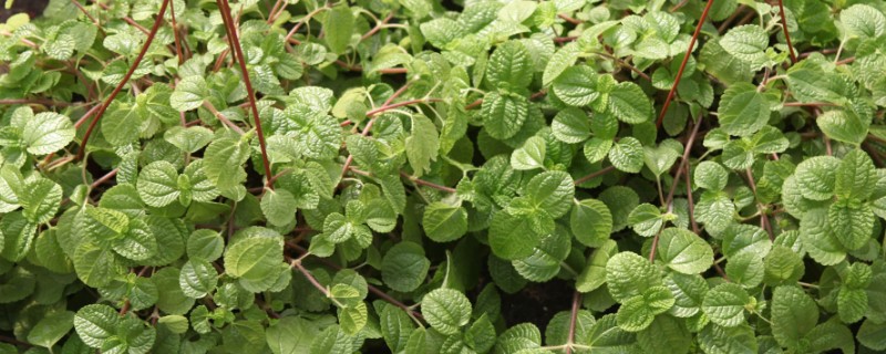 吸毒草的繁殖方法,以播种、分株、扦插为主