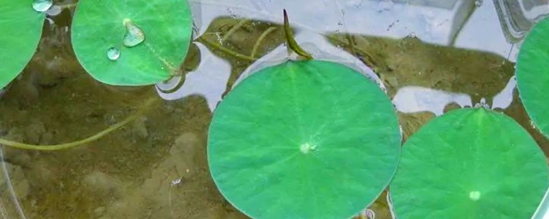 碗莲过多长时间才会生根,播种后经过10天左右即可长出根系