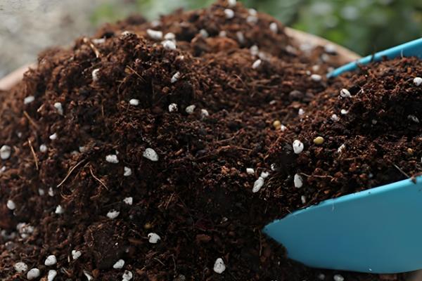 桂圆种子的播种方法,浸泡种子等它自然裂开再播种