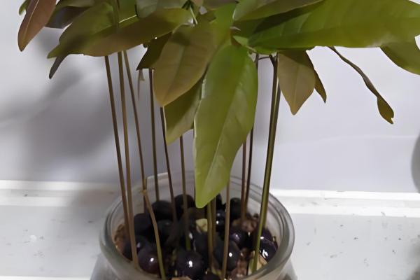 桂圆种子的播种方法,浸泡种子等它自然裂开再播种