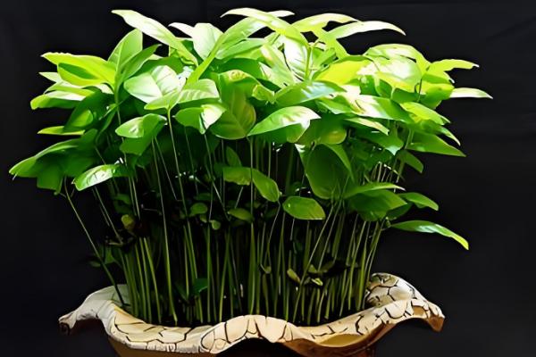 桂圆种子的播种方法,浸泡种子等它自然裂开再播种