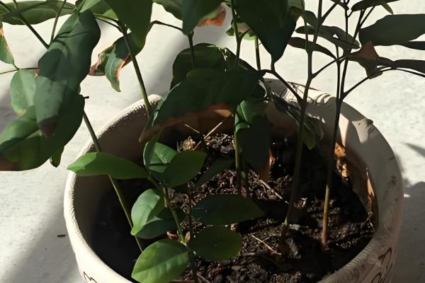 桂圆种子的播种方法,浸泡种子等它自然裂开再播种