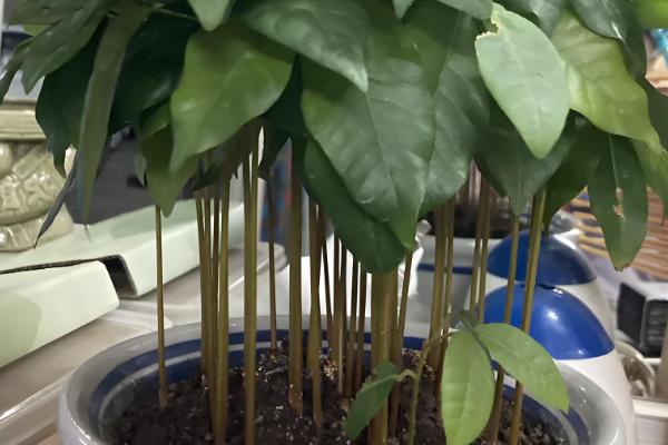 桂圆种子的播种方法,浸泡种子等它自然裂开再播种