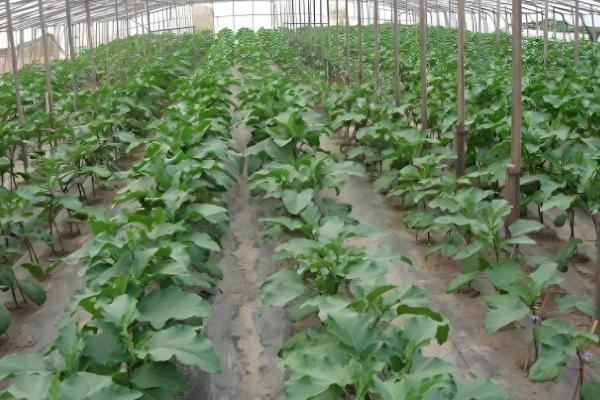 怎么防治大棚蔬菜沤根，苗床不明显干旱时应少浇或不浇水