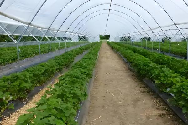 怎么防治大棚蔬菜沤根，苗床不明显干旱时应少浇或不浇水