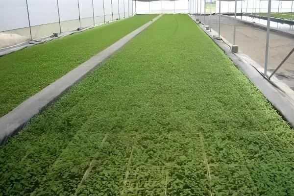 怎么防治大棚蔬菜沤根，苗床不明显干旱时应少浇或不浇水