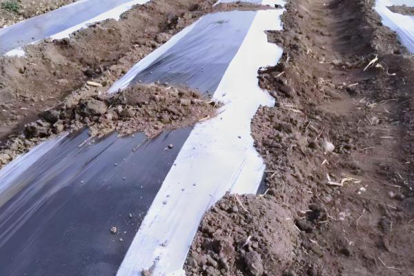 怎么防治大棚蔬菜沤根，苗床不明显干旱时应少浇或不浇水