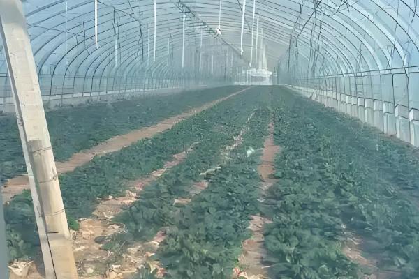 怎么防治大棚蔬菜沤根，苗床不明显干旱时应少浇或不浇水