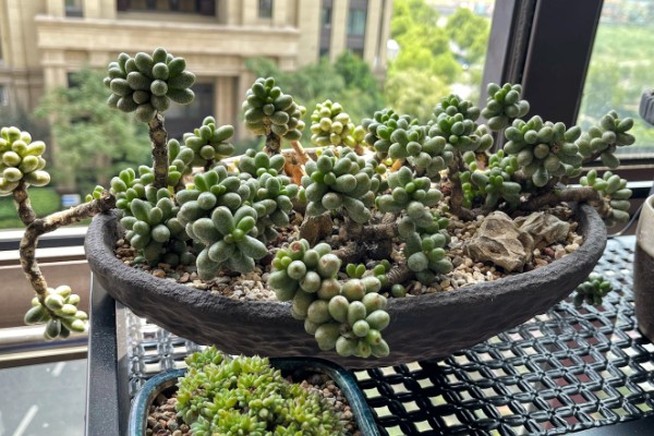 让绿龟之卵爆盆的方法，要为它提供充足的养分