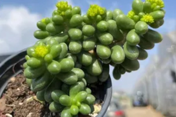 让绿龟之卵爆盆的方法，要为它提供充足的养分