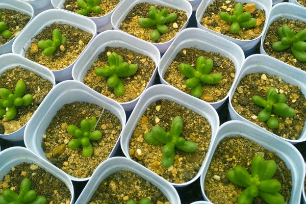 让绿龟之卵爆盆的方法，要为它提供充足的养分