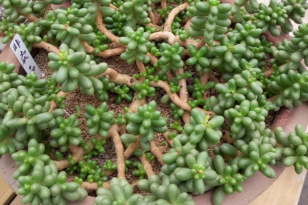 让绿龟之卵爆盆的方法，要为它提供充足的养分