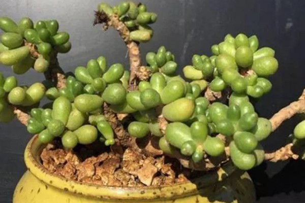 让绿龟之卵爆盆的方法，要为它提供充足的养分