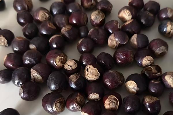 桂圆种子的播种方法,浸泡种子等它自然裂开再播种