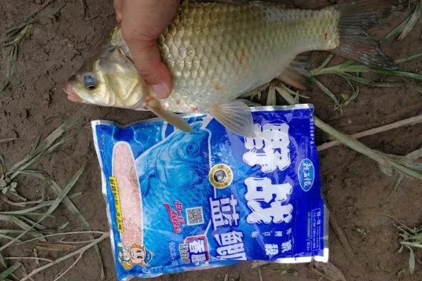 初夏怎么钓鱼,提前打窝钓浅水区