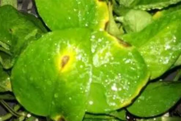 绿萝叶子发黑腐烂的原因,强光照射、温度过低等因素都会引起