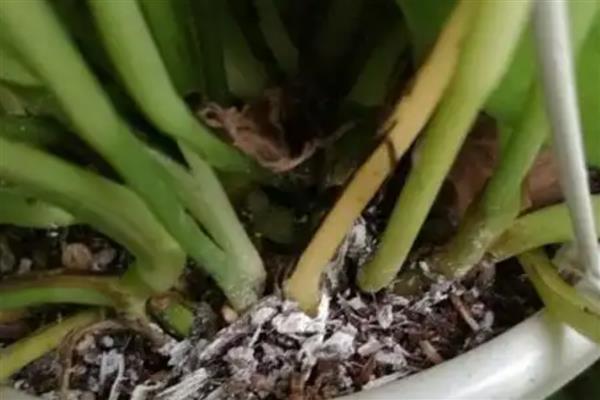 绿萝叶子发黑腐烂的原因,强光照射、温度过低等因素都会引起