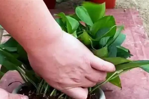 绿萝叶子发黑腐烂的原因,强光照射、温度过低等因素都会引起