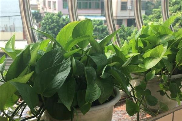 绿萝叶子发黑腐烂的原因,强光照射、温度过低等因素都会引起