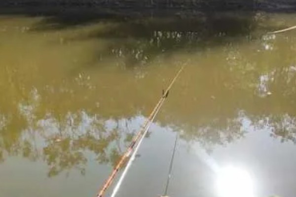 初夏怎么钓鱼,提前打窝钓浅水区