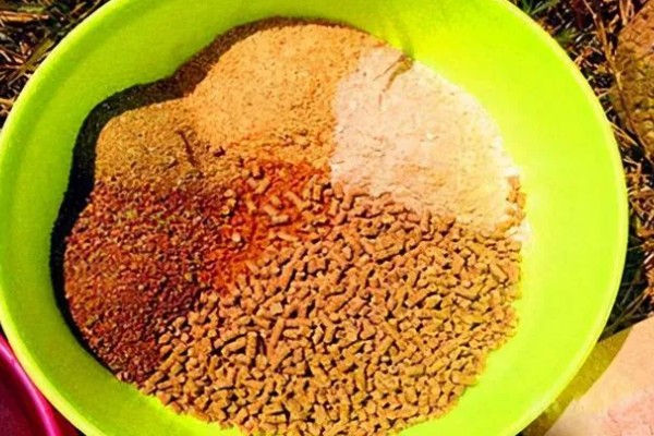 初夏怎么钓鱼,提前打窝钓浅水区