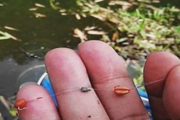 初夏怎么钓鱼,提前打窝钓浅水区