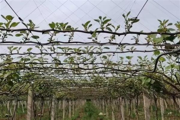 猕猴桃怎么施肥，出芽期主施氮肥和钾肥