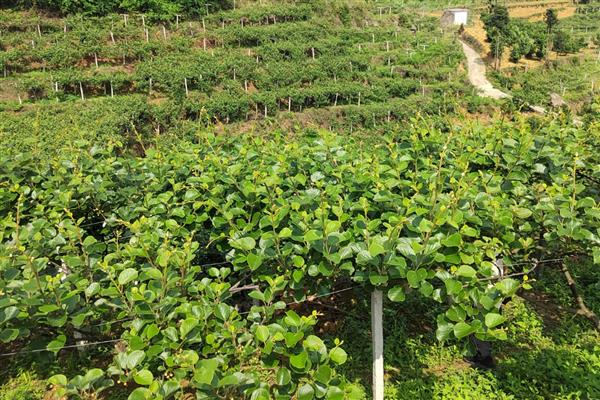 猕猴桃怎么施肥，出芽期主施氮肥和钾肥