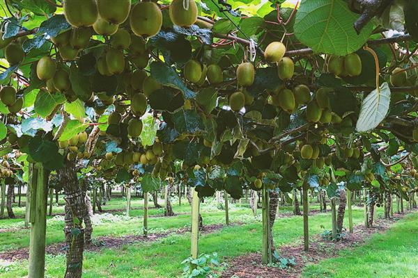 猕猴桃怎么施肥，出芽期主施氮肥和钾肥