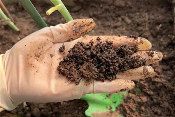 喜荫花的养殖方法，生长期间要放在通风、有散光的地方