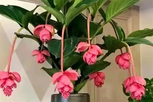 喜荫花的养殖方法，生长期间要放在通风、有散光的地方