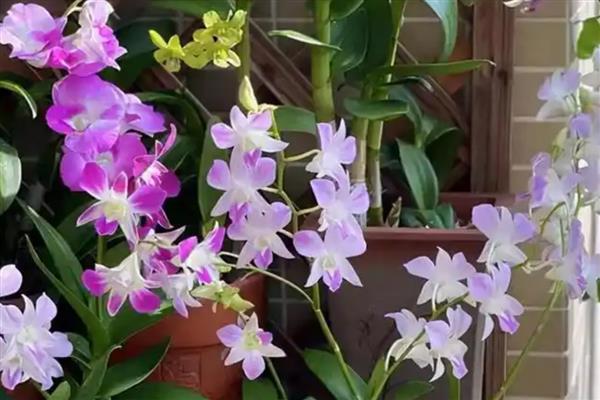 喜荫花的养殖方法，生长期间要放在通风、有散光的地方