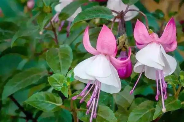喜荫花的养殖方法，生长期间要放在通风、有散光的地方